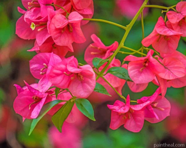 Pink Bougainvillea Painting By Numbers Kits
