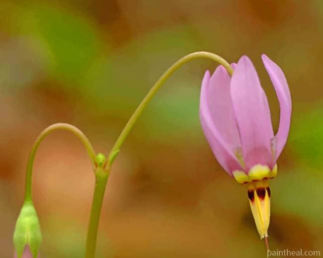 Dodecatheon Meadia Flower Painting By Numbers Kits