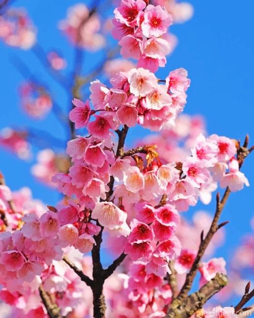 Cherry Blossom Plant Painting By Numbers Kits