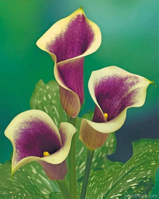 Purple Calla Lily Painting By Numbers Kits