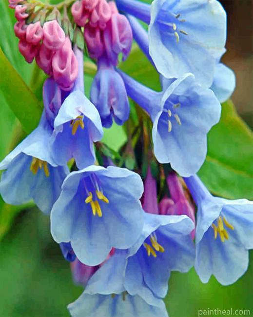 Virginia Bluebell Painting By Numbers Kits