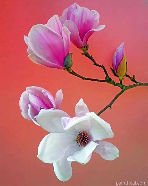 White And Pink Magnolia Flowers Painting By Numbers Kits
