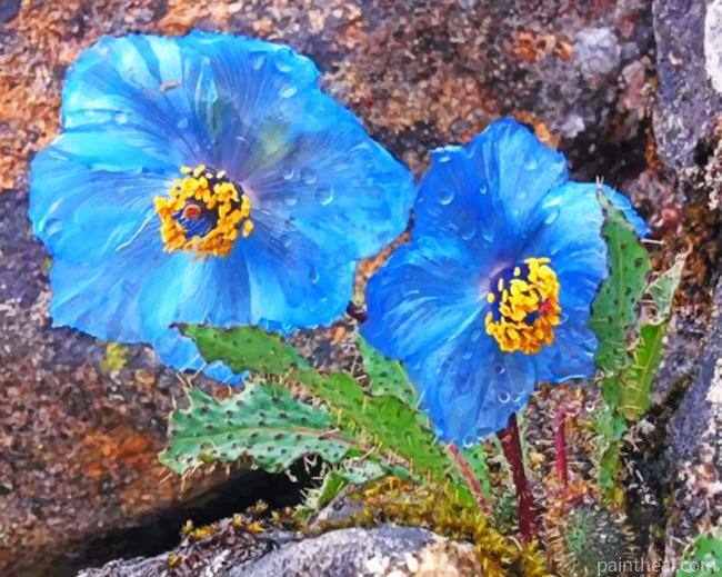 Blue Poppy Trek Painting By Numbers Kits