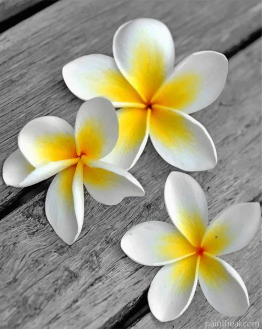 White Frangipani Flower Painting By Numbers Kits