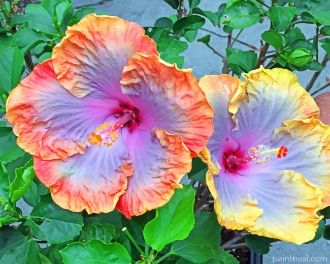 Pink Hibiscus Flowers Painting By Numbers Kits