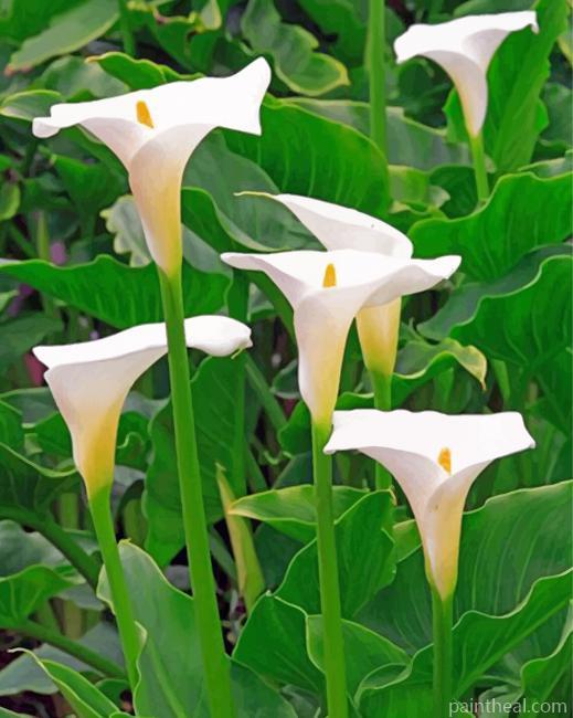 White Arum Lilies Painting By Numbers Kits