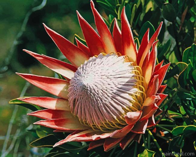 King protea Painting By Numbers Kits