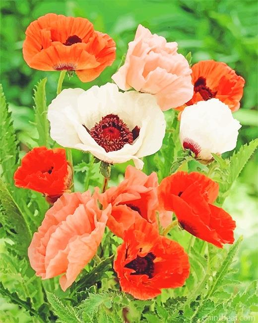 Poppy Red and White Flowers Painting By Numbers Kits