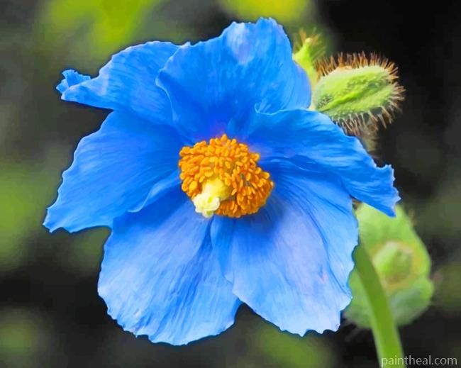 Himalayan Blue Poppy Rose Painting By Numbers Kits