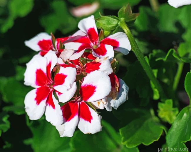 Geraniums Painting By Numbers Kits