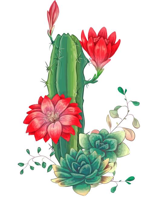 Succulents And Red Roses Painting By Numbers Kits