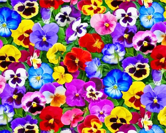 Colorful Pansy Flowers Painting By Numbers Kits