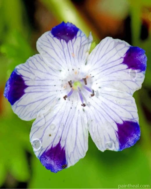 Blue Tips Violet Flower Painting By Numbers Kits