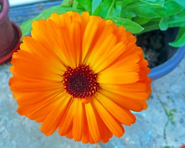 Orange Marigold Flower Painting By Numbers Kits