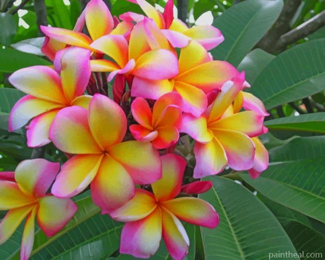 Pink And Yellow Plumeria Flower Painting By Numbers Kits
