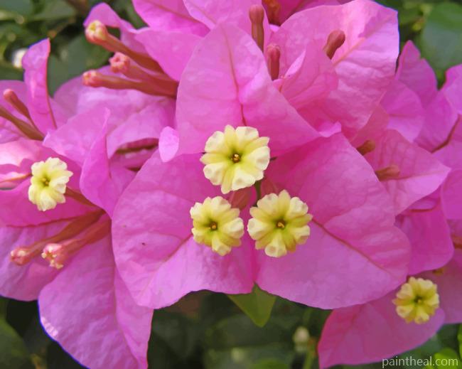 Bougainvillea Pink Flowers Painting By Numbers Kits