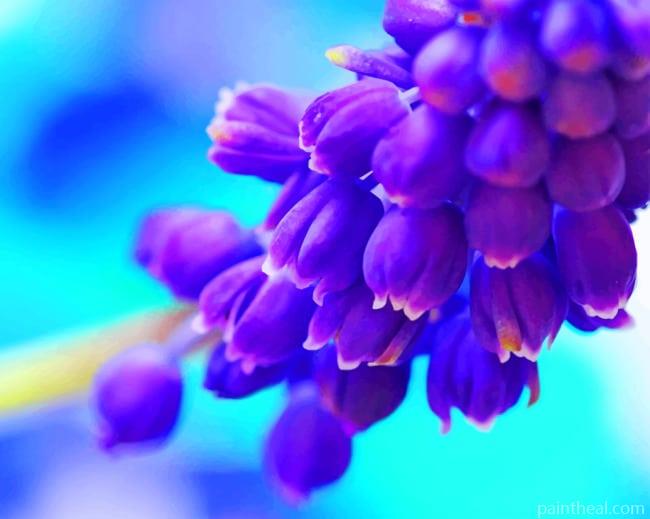 Purple Muscari Painting By Numbers Kits