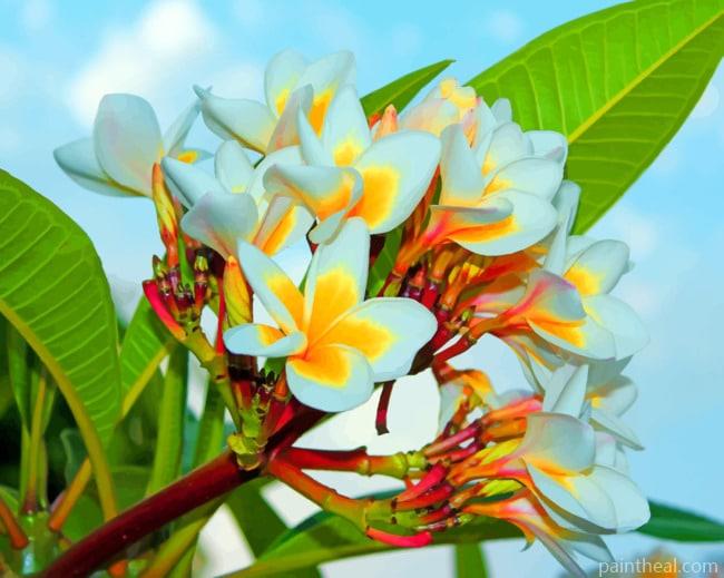 White Plumeria And Leaves Painting By Numbers Kits