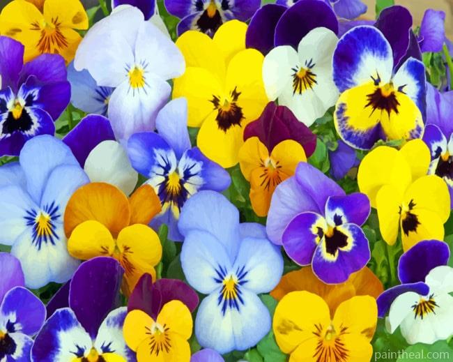 Purple And Yellow Pansy Painting By Numbers Kits