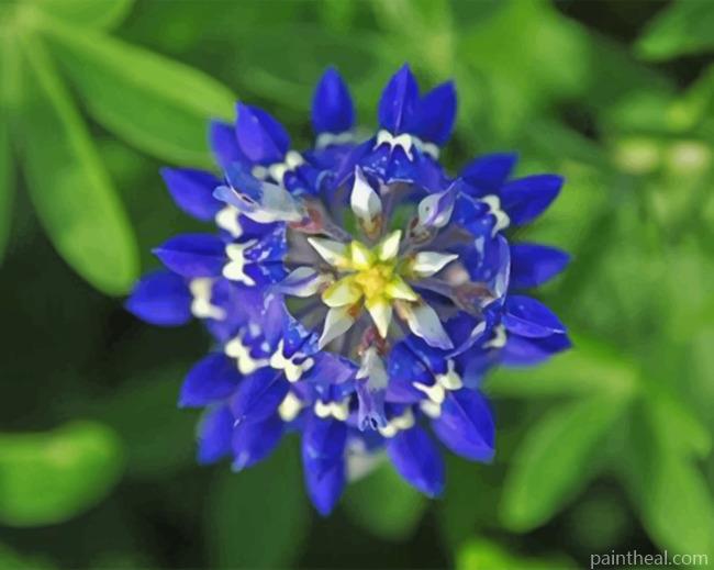 Bluebonnet Trail Painting By Numbers Kits