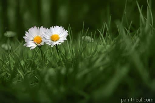 Dizzy Over Daisies Painting By Numbers Kits