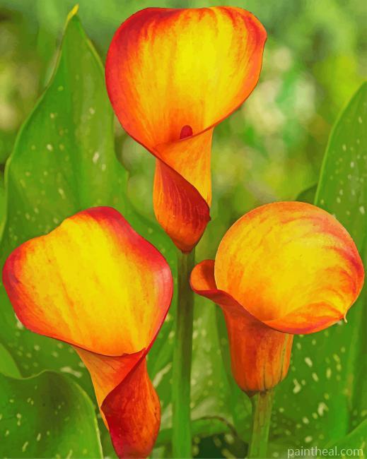 Calla Fire Dancer Painting By Numbers Kits
