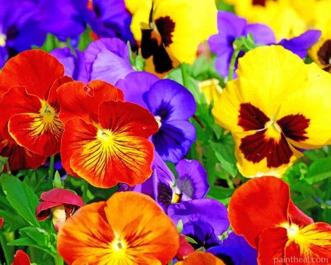 Colorful Pansies Flower Painting By Numbers Kits