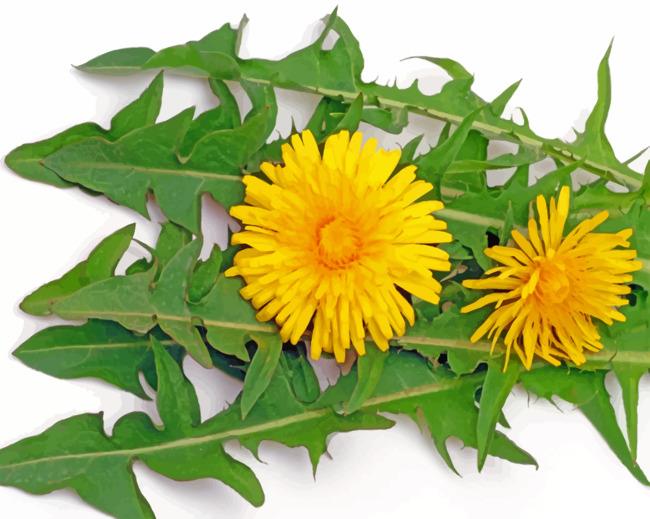 Yellow Dandelions Painting By Numbers Kits