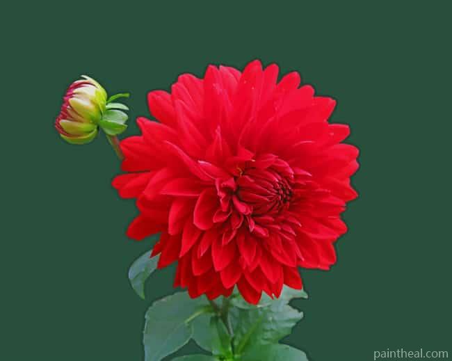Red Dahlia Flower Painting By Numbers Kits
