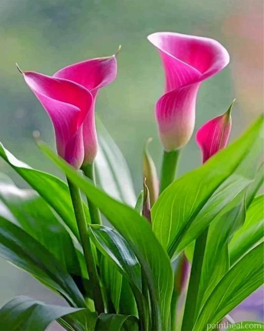 Aesthetic Pink Calla Lily Painting By Numbers Kits