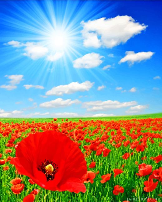 Poppies Field Painting By Numbers Kits