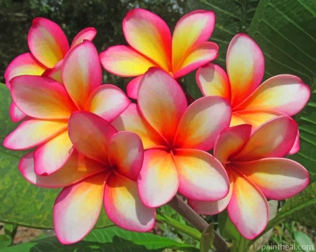 Blooming Plumeria Flowers Painting By Numbers Kits