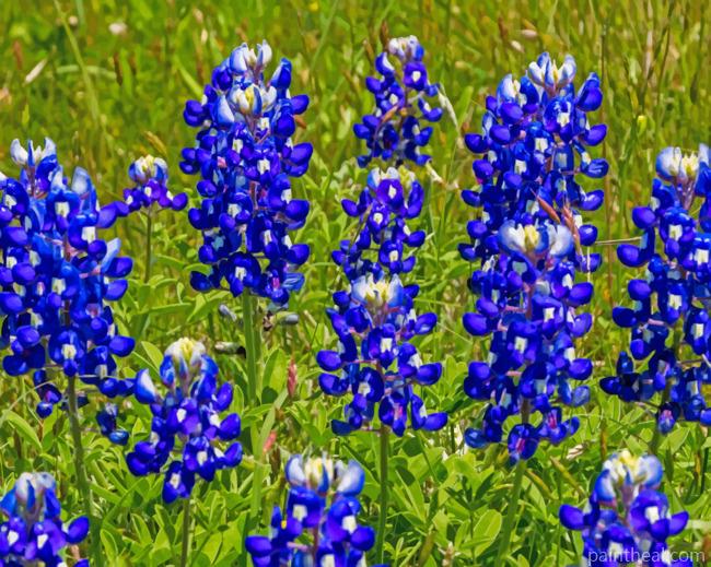 Lupine Bluebonnet Painting By Numbers Kits