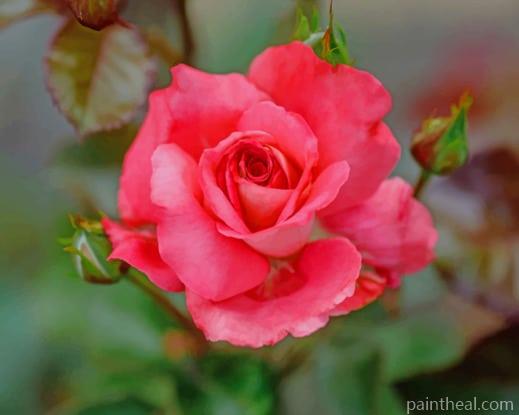 Rose Bokeh Pink Color Painting By Numbers Kits
