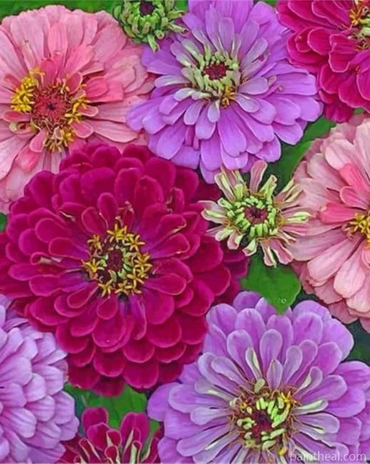 Pink And Purple Zinnias Painting By Numbers Kits