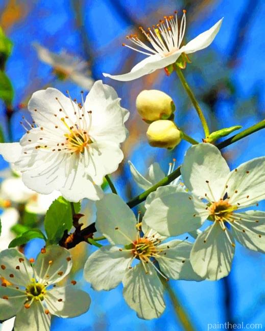 White Cherry Blossom Roses Painting By Numbers Kits