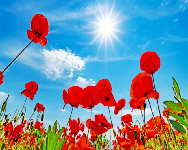 Poppy Field Painting By Numbers Kits