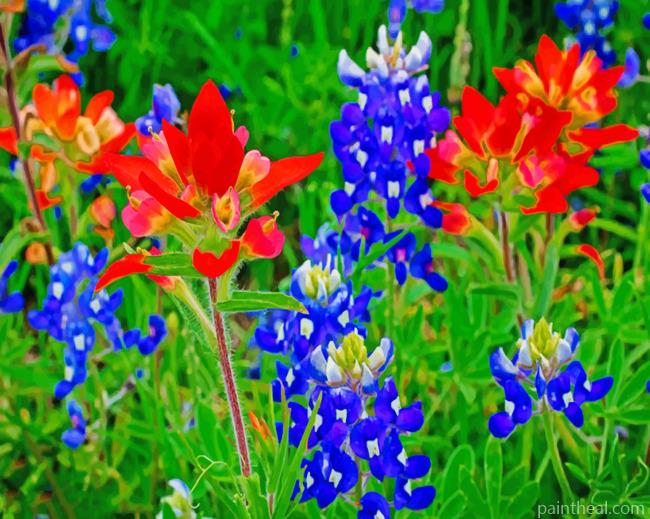 Bluebonnets Painting By Numbers Kits