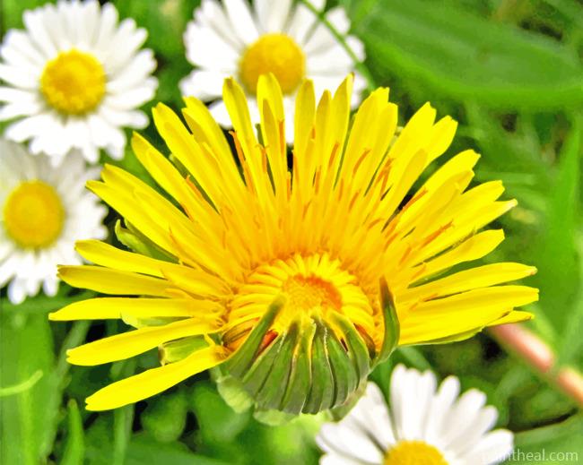 Dandelion Yellow Painting By Numbers Kits