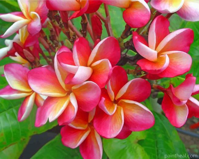 Aesthetic Frangipani Painting By Numbers Kits