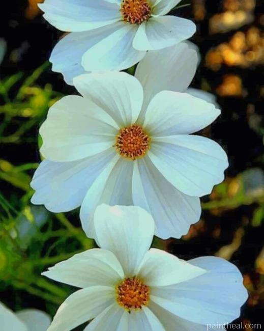 White Flowers Closeup Painting By Numbers Kits