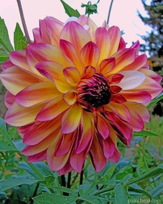 Dahlia Pink Flower Painting By Numbers Kits