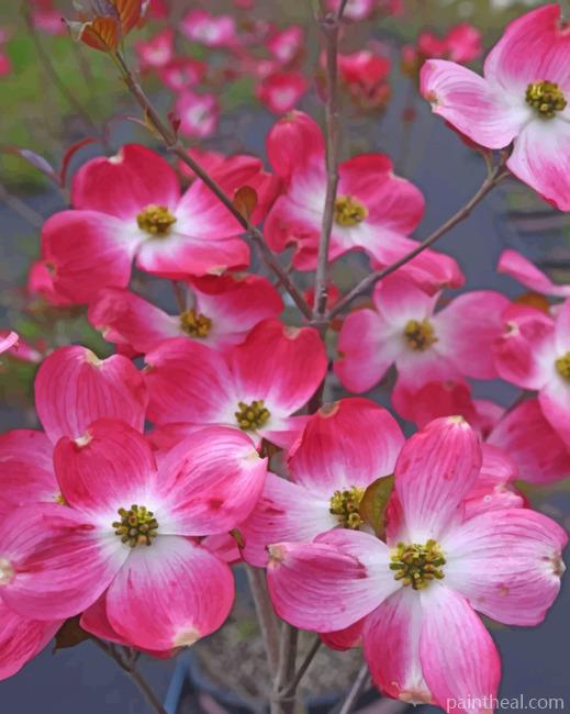 Dogwood Flowers Tree Painting By Numbers Kits