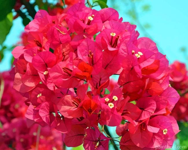Pink Bougainvillea Rose Painting By Numbers Kits