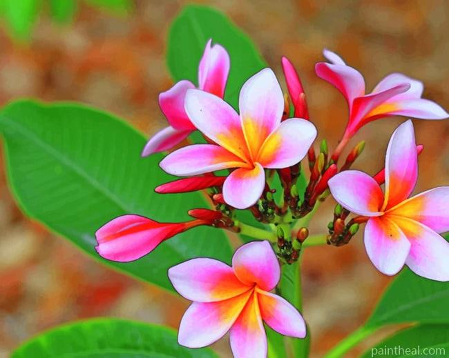 Pink And White Plumeria Flower Painting By Numbers Kits