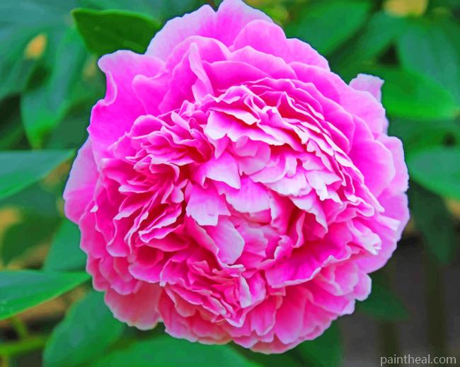 Pink Peony Flower Rose Painting By Numbers Kits