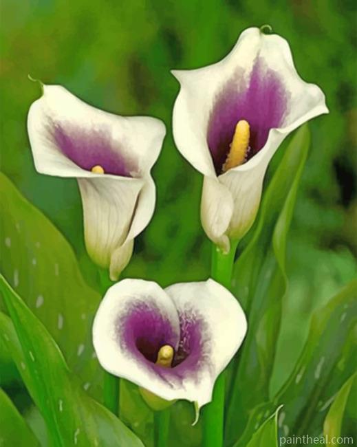 White Purple Arum Lilies Painting By Numbers Kits