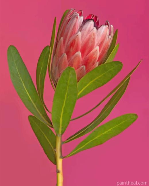 Aesthetic Pretty Protea Painting By Numbers Kits