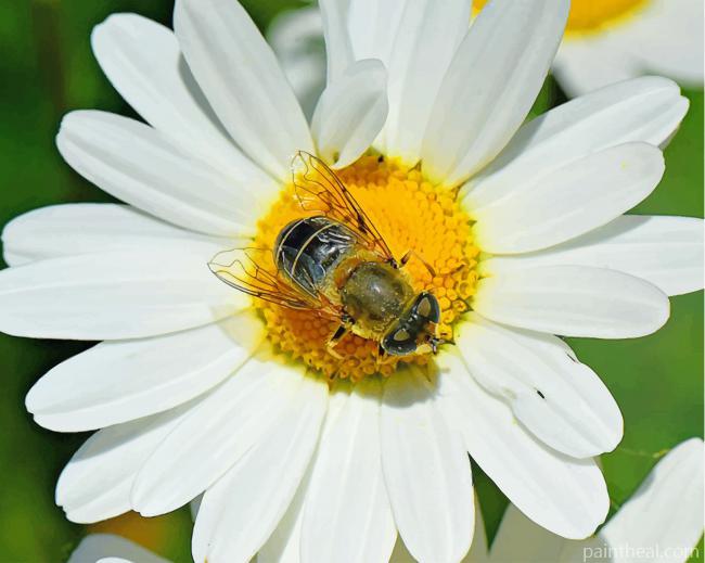 Bee On Oxeye Daisy Painting By Numbers Kits