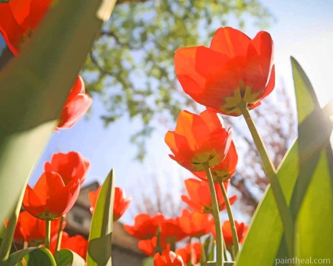 Red Tulips From Below Painting By Numbers Kits